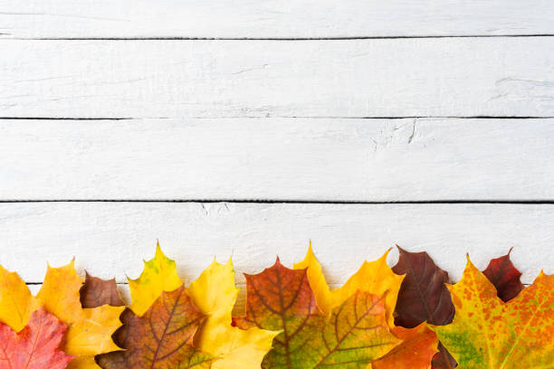 istock Colourful maple leaves on white wooden background with copyspace. Autumn concept 1307922311