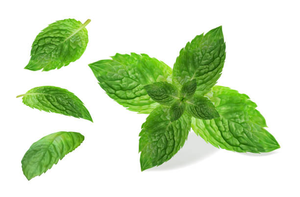 ilustrações, clipart, desenhos animados e ícones de folha de hortelã fresca. ilustração vetorial. - mint leaf peppermint spearmint