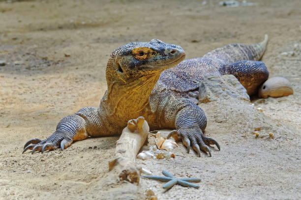 istock Komodo dragon in a tropical climate zone. 1307923691