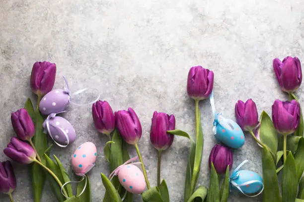 Easter eggs and lilac tulips on gray background. Top view flat lay.