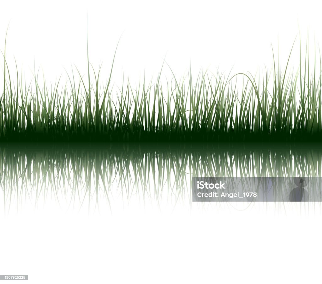Fekrot Rumput Rumput Di Atas Air Ilustrasi Stok - Unduh Gambar Sekarang - Rumput ...