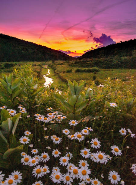 These wildflowers attract birds and bees, which in turn helps to pollenate the organic vegetable garden nearby.