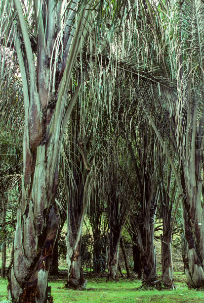 Raffia Palm Raffia palm in Tortuguero National Park Raphia pedunculata raffia stock pictures, royalty-free photos & images