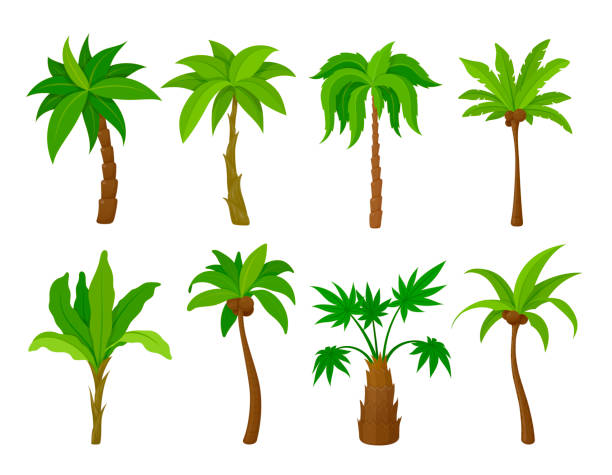 illustrazioni stock, clip art, cartoni animati e icone di tendenza di imposta palm tree vector illustrazione piatta cartone animato piante tropicali legno naturale di cocco - white background fruit vacations nature