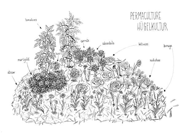 vector illustration of a black and white schema lines hand drawing of permaculture hugelkultur with vegetables and flowers vector art illustration