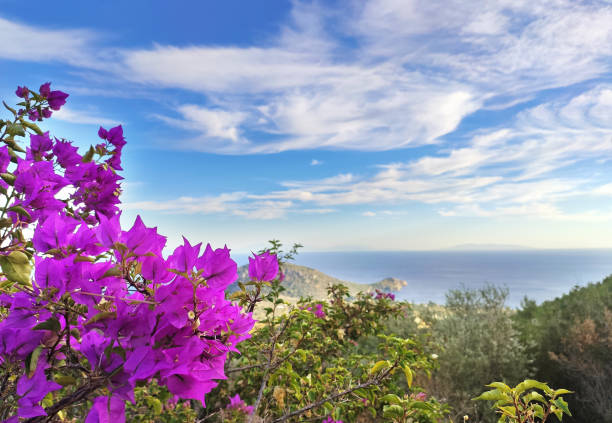 Bougainvilleas and sea