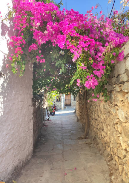 istock Bougainvillea Stone Street 1307930789