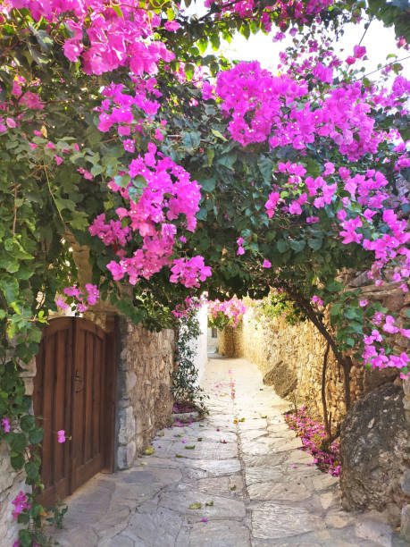 istock Bougainvillea Stone Street 1307930792