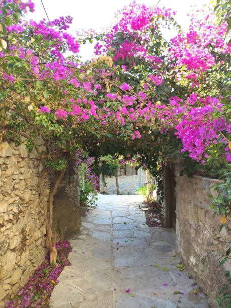 istock Bougainvillea Stone Street 1307930827