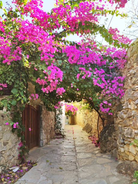 istock Bougainvillea Stone Street 1307930954