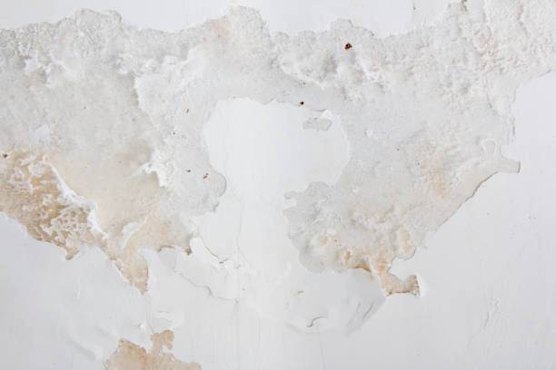 istock White wall texture peeled and cracked with mold 1307931742