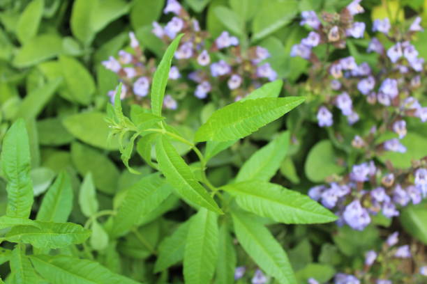 lemon verbena in the herb garden