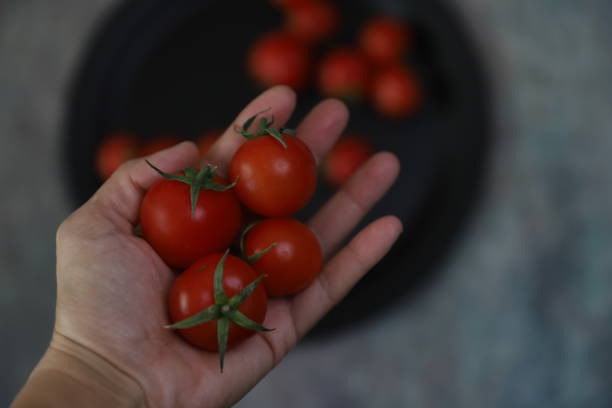 istock Cherry tomatoes are in the hand with more tomatoes at the background 1307936961