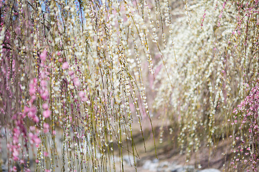 4000 Plum Blossom tree park in Inabe, Mie prefecture. Bairin park has a huge field of beautiful Plum blossom trees set against a mountainous background.