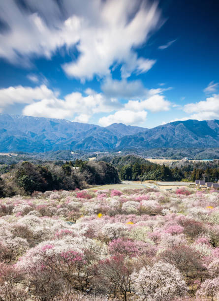 istock Plum Blossom tree park in Japan 1307937114