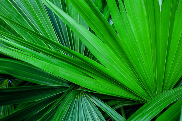 istock abstract green leaf texture, dark green foliage nature background 1307937173
