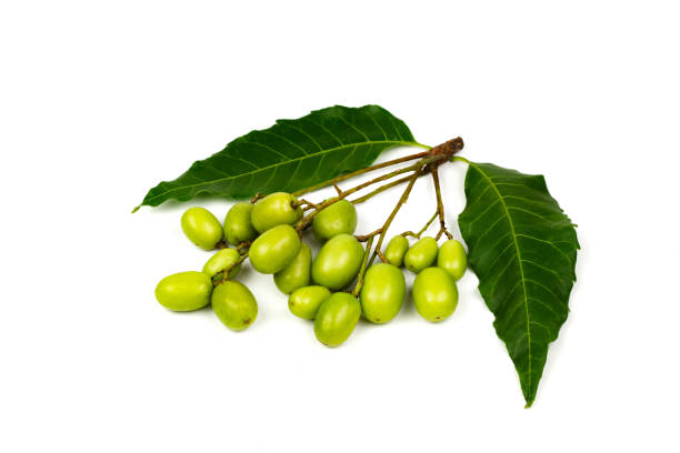 istock Fresh Neem fruit and neem leaf isolated on white background. 1307937207