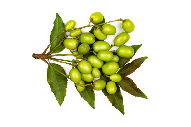 istock Fresh Neem fruit on neem leaf isolated on white background. 1307937208