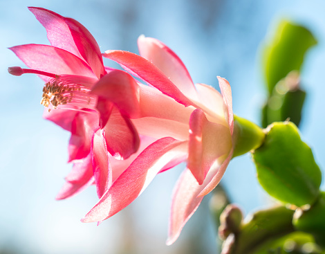 closeup of a striking colored bright ECHINOPSIS - LOBIVIA HYBRID, SHINSHOWA RED