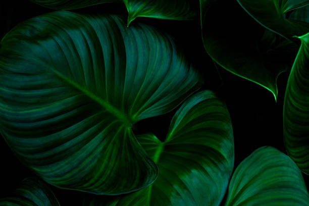 istock Full Frame of Green Leaves Texture Background 1307937325