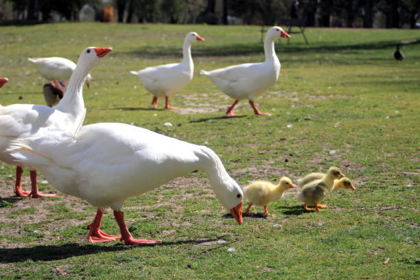 istock White geese with their young eating 1307937430