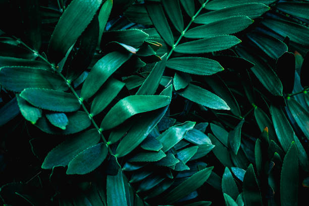 istock Full Frame of Green Leaves Texture Background 1307937448