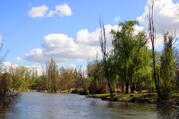 istock Crying willow on the shore of a lake 1307937456