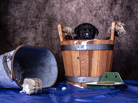 Rub-A-Dub Dub Puppies In A Tub.