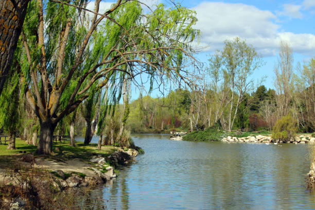 istock Crying willow on the shore of a lake 1307937520