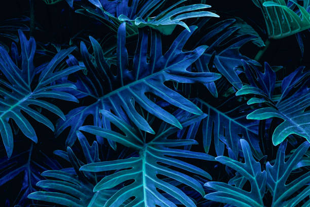 istock Full Frame of Fern Leaves Texture Background 1307937591