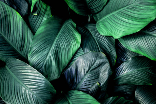 istock Full Frame of Green Leaves Texture Background 1307937719