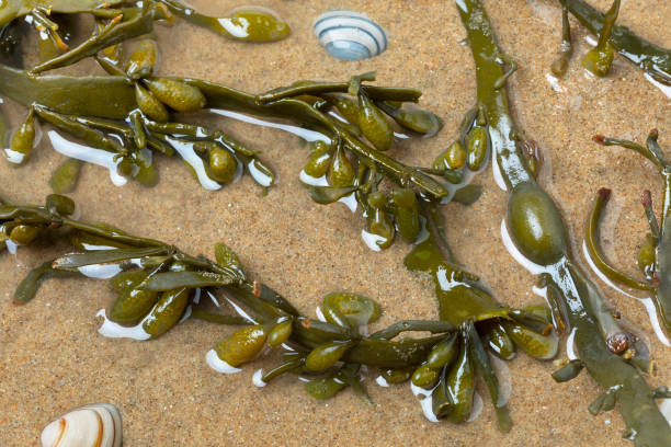 Bladder wrack seaweed in clear water, sand and shells Fresh Bladder wrack seaweed in clear water, sand and shells close up cut weed stock pictures, royalty-free photos & images