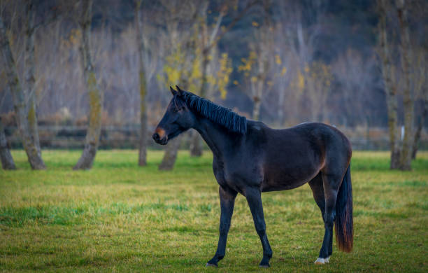 istock black horses posing and grazing by the meadows in spring. 1307942683