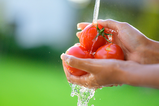 Washing of just picked red juicy tomatoes in garden. Healthy eating, vegetable and vitamins concept.