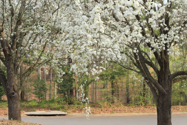 istock Dog wood trees blooming very well right before March 20 2021. 1307943346