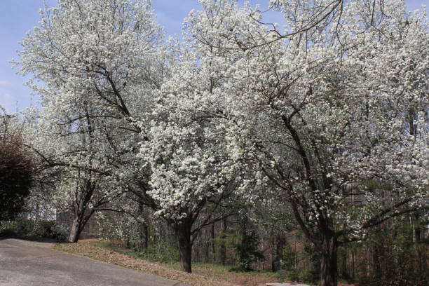 istock Dog wood trees blooming very well right before March 20 2021. 1307943372