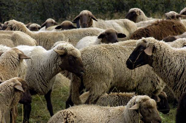 istock a grazing flock of sheep 1307944354