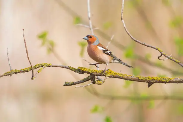 chaffinch in spring forest on a branch, wildlife