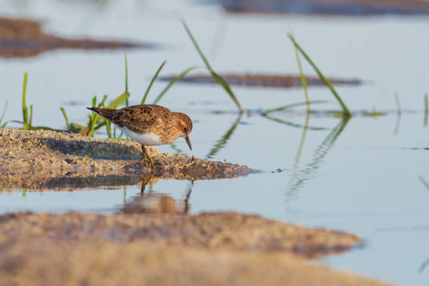 little sandpiper at the edge of the lake little sandpiper at the edge of the lake, wildlife green sandpiper tringa ochropus stock pictures, royalty-free photos & images