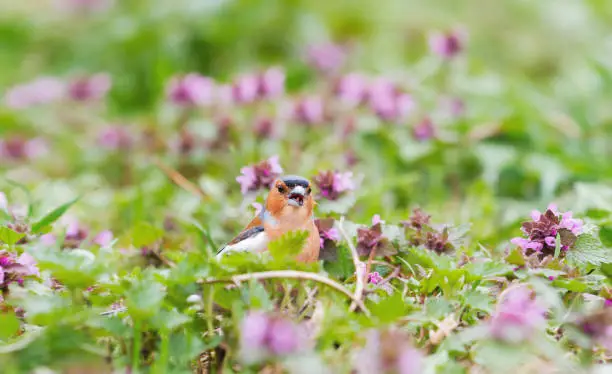 wild bird sings a song among spring flowers, wildlife