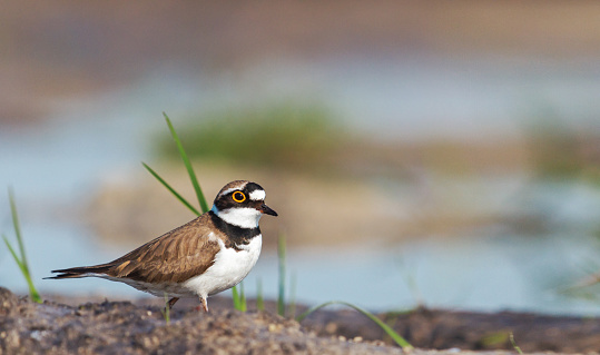 plover with beautiful spring coloration, wildlife