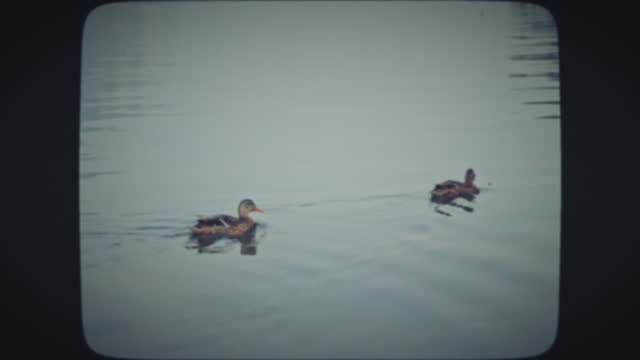 Two small ducks swimming in a lake
