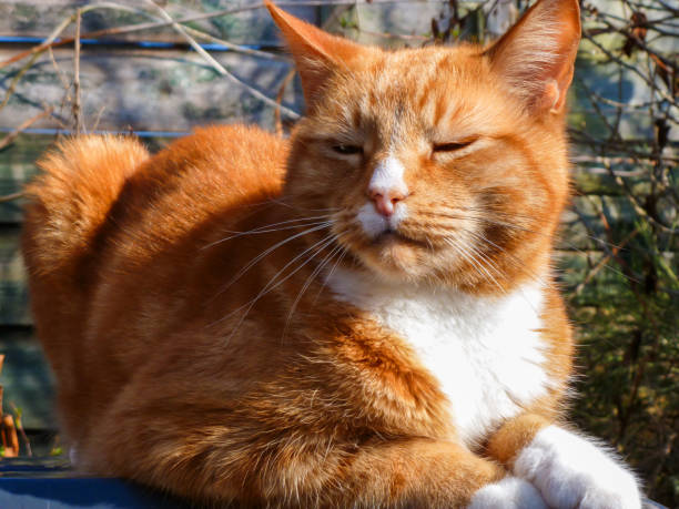 Pet animal in the Netherlands
