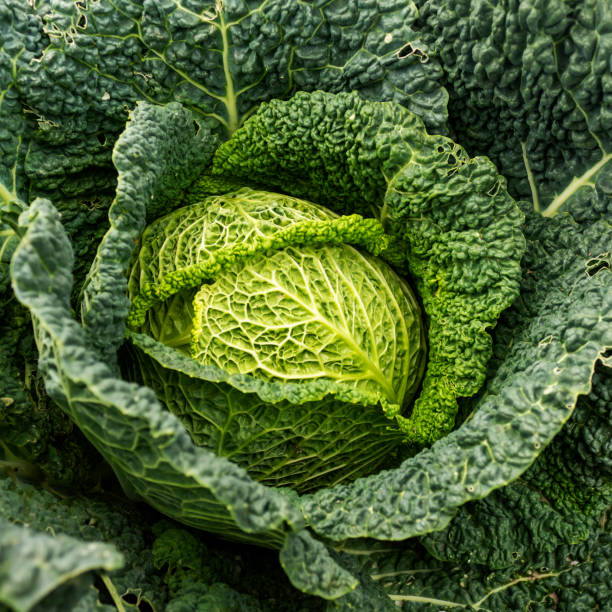 istock Close up of savoy cabbage plant (Brassica oleracea) 1307946655