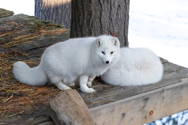 istock A Pair of Arctic Foxes 1307947774