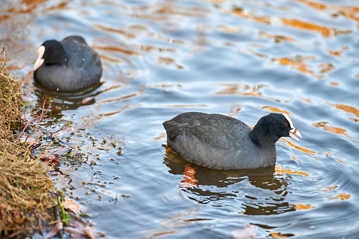 Eurasian or Australian coot, Fulica atra. Coot floating on blue water, close up.