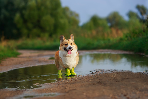 cute corgi dog in rubber boots on all paws stands in a puddle in the park after a spring rain