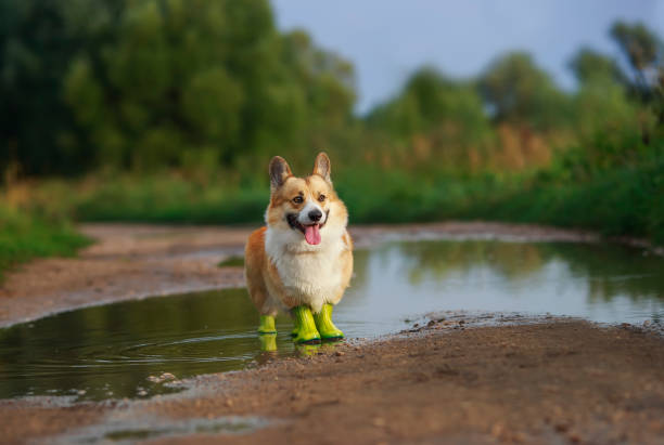 corgi dog in rubber boots on all paws stands in a puddle in the park after a spring rain cute corgi dog in rubber boots on all paws stands in a puddle in the park after a spring rain rubber boot stock pictures, royalty-free photos & images