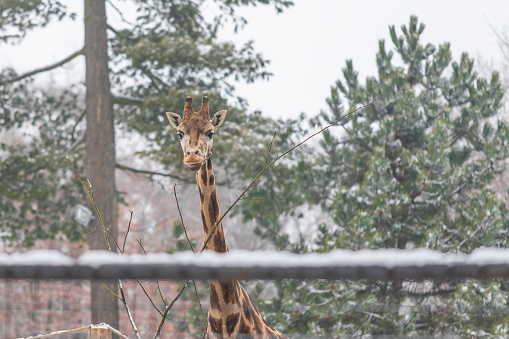 Rothschild giraffe in winter among trees