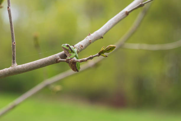 hyla arborea - la rana verde (the green tree frog) - deadly sings foto e immagini stock